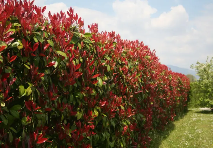 Une haie qui pousse vite sans entretien, avec des feuilles rouges et vertes éclatantes sous un ciel bleu.