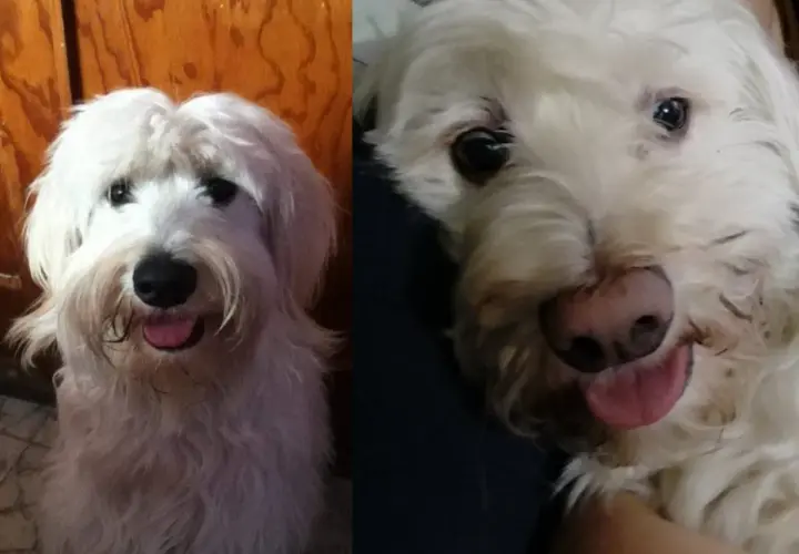 Perro blanco con nariz rosada, mostrando despigmentación en la nariz. Su lengua rosada está fuera.