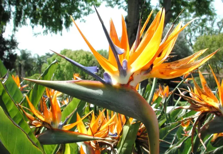 Una planta ave del paraíso despliega sus vibrantes pétalos naranjas y azules, como un pájaro exótico en pleno vuelo, rodeada de exuberante follaje verde.