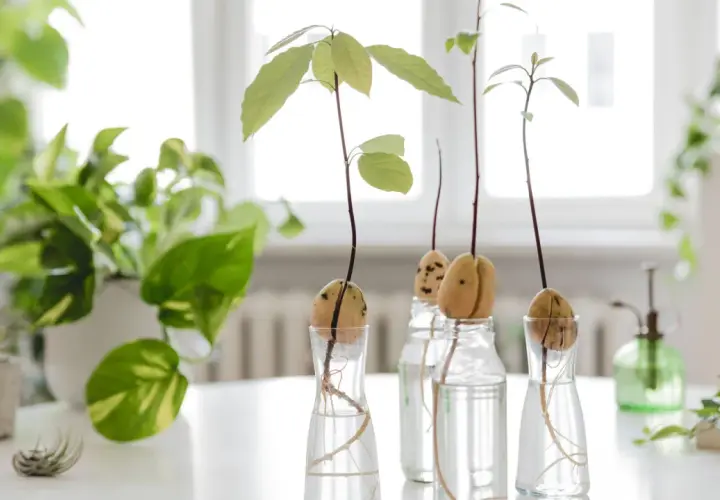 Plusieurs noyaux d'avocat en germination dans des verres d'eau, avec des racines et de jeunes pousses vertes.