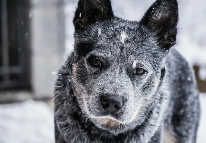 Szary australian cattle dog w śniegu. Zastanawiasz się nad australian cattle dog cena?
