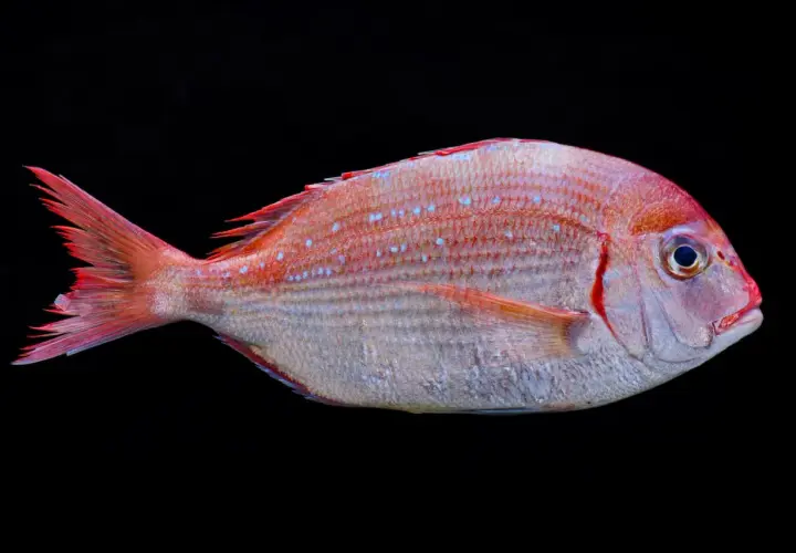 Un besugo blanco o azul, con escamas rosadas y puntos azules, posa sobre fondo negro.