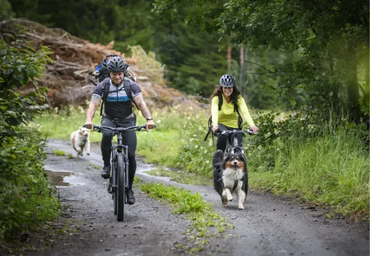 Två cyklister med hundar på en grusväg längs St. Olavsleden.