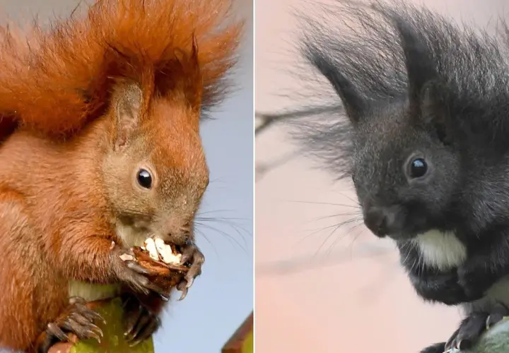 Zwei Eichhörnchen, eines rotbraun, das andere ein dunkles Eichhörnchen, sitzen nebeneinander und fressen.