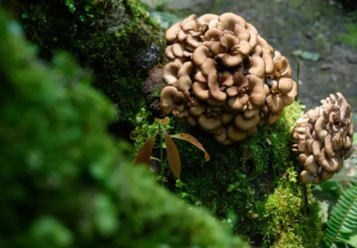 Maitake cresce su un tronco coperto di muschio. Le sue proprietà benefiche sono note da tempo.