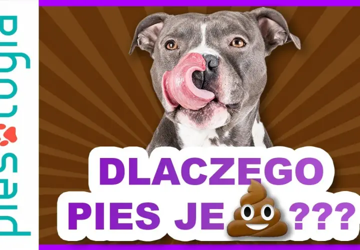 Dlaczego pies je kocie kupy i jak skutecznie zapobiec temu nawykowi?