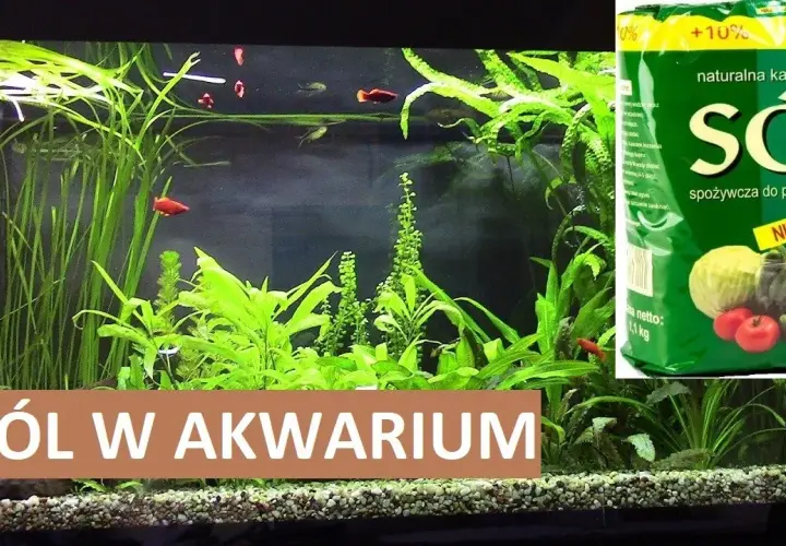 Ile soli do akwarium słodkowodnego? Kluczowe dawkowanie dla zdrowia ryb