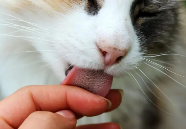 A cat's rough tongue licks a finger, a tender gesture that makes you wonder, why does my cat lick my face? It's a sign of affection and grooming.