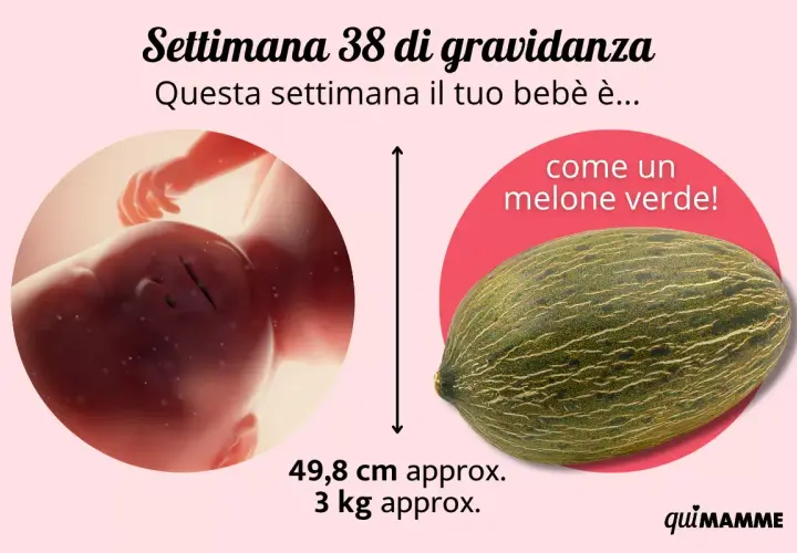 A 38 settimane di gravidanza, il tuo bebè è grande come un melone verde, circa 49,8 cm e 3 kg.
