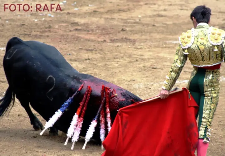 El torero Francisco Marco, con su traje de luces dorado, se prepara para el lance final ante un toro herido en la arena.