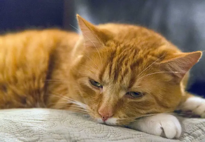 Gato naranja con aspecto cansado, quizás sufriendo de gastritis en gatos.