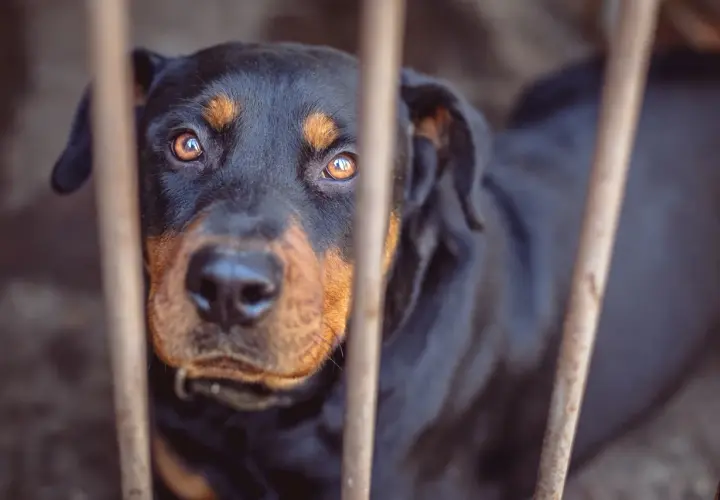 Smutny rottweiler za kratami. Czy można zabić psa w obronie własnej? Jego oczy pytają.