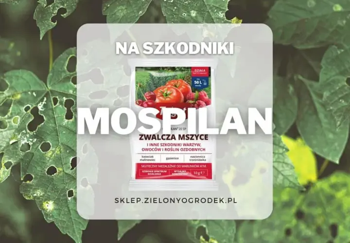Mospilan na mszyce. Opakowanie środka ochrony roślin z pomidorami i malinami, zwalcza mszyce i inne szkodniki warzyw, owoców i roślin ozdobnych.