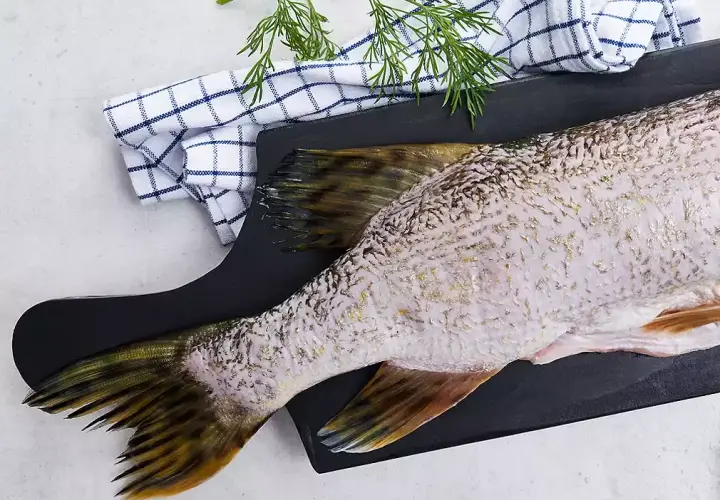 Cena za 1 kg szczupaka - ile kosztuje szczupak?