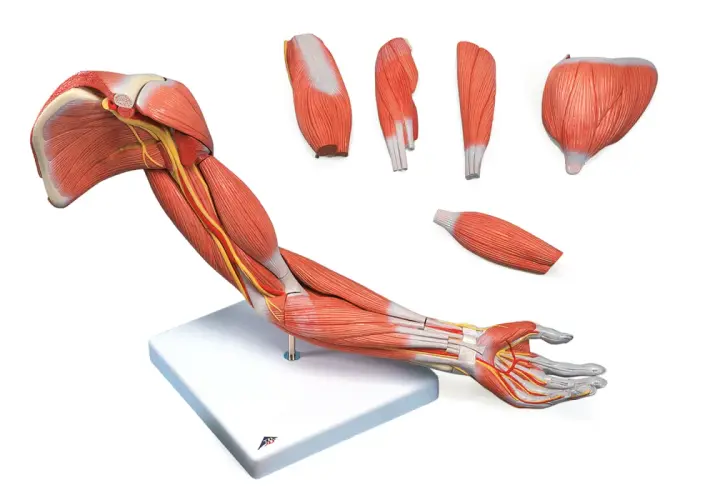 Model anatomiczny przedstawiający mięśnie i nerwy ramienia i dłoni. Ciało ludzkie, części ciała ręka.