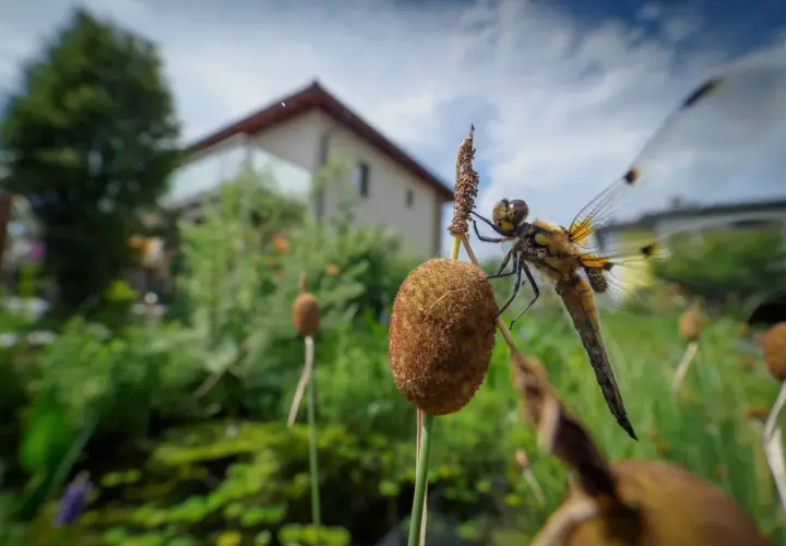 Libelle auf einem Schilfhalm, ein detaillierter libelle steckbrief im Fokus. Im Hintergrund ein Haus und üppige Vegetation.