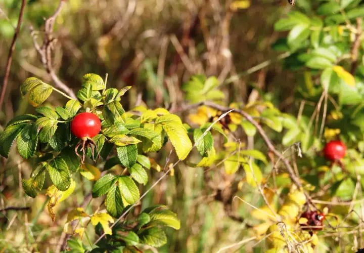 "Krzak dzikiej róży": Jak Kasprowicz maluje Tatry i sens życia?