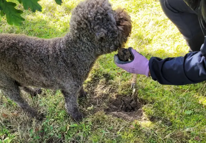 En hund hjälper till att leta efter svamp. Visste du att det finns tryffel i Sverige?