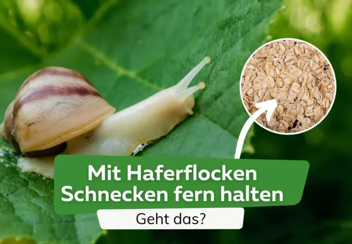 Schnecken auf einem Blatt, daneben ein Kreis mit Haferflocken. Text: "Mit Haferflocken Schnecken fern halten. Geht das?