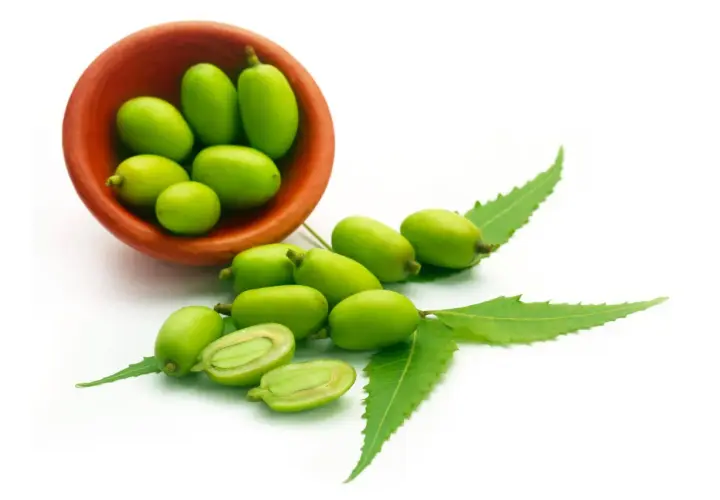 Frutti verdi di neem in una ciotola di terracotta e sparsi, con foglie. L'olio di neem per le piante ha controindicazioni da conoscere.