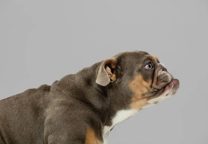 Un cachorro bulldog con orejas hacia atrás, mirando atentamente a un lado.
