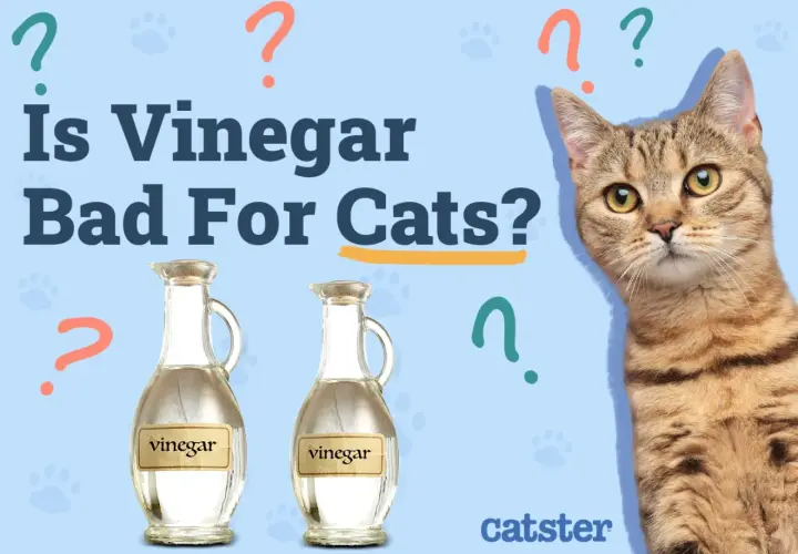 A cat looks at two bottles of vinegar, questioning, "Is vinegar bad for cats?