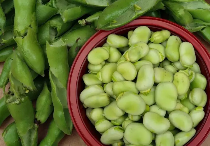 Fave fresche, appena sgranate, pronte per essere cucinate. Un tesoro verde della terra.