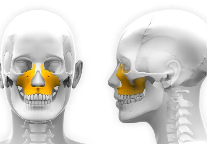Szczęka, kluczowy element anatomii twarzy, wyróżniona na żółto na modelach czaszki.