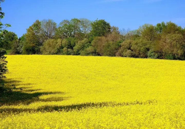 Champ de colza en pleine floraison, une mer jaune sous un ciel bleu. Cette variété de colza promet une belle récolte.