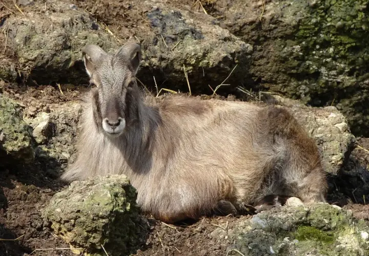 Una cabra del Himalaya, con su pelaje largo y cuernos curvados, descansa entre rocas.