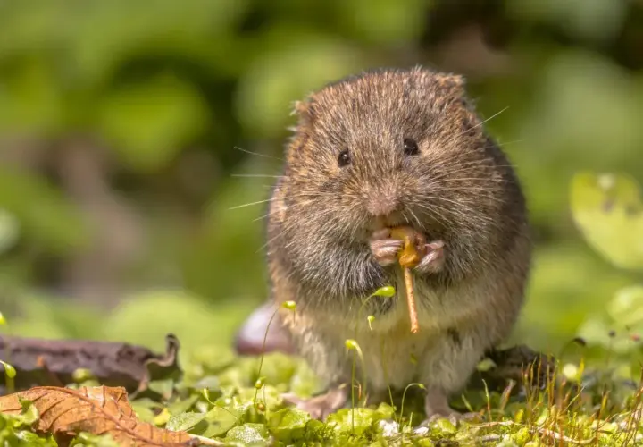 Un campagnol des champs, petit rongeur aux moustaches fines, grignote avec appétit une brindille au milieu d'une végétation luxuriante.