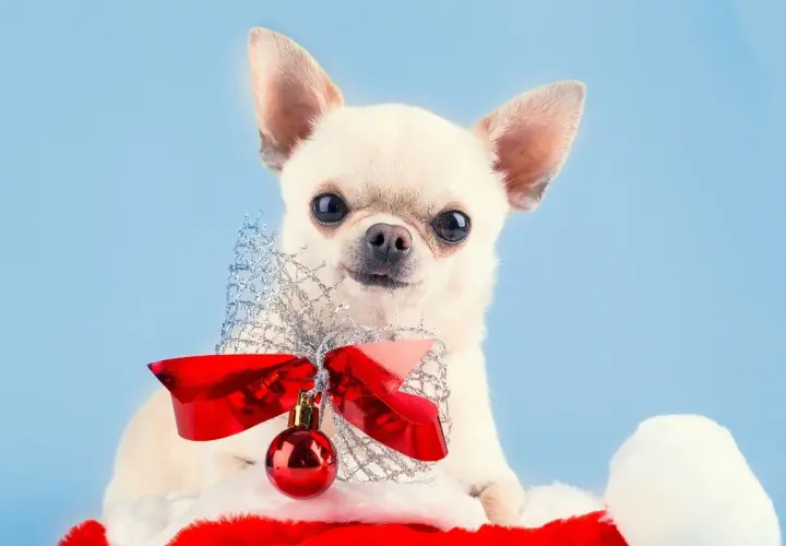 Urocza chihuahua w czapce Mikołaja z czerwoną kokardą i bombką. Idealna inspiracja na oryginalne imię dla suczki.