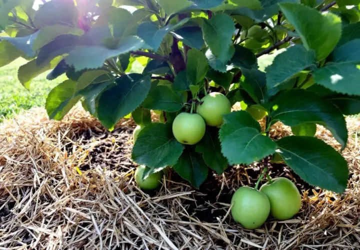 Jeunes pommes vertes sur un pommier, le sol est paillé. L'oidium pommier n'est pas visible, signe d'une bonne santé.