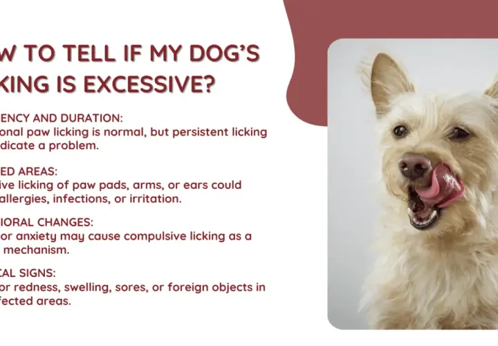 A scruffy dog licks its nose, illustrating why do dogs lick themselves. Excessive licking can signal problems like allergies or anxiety.
