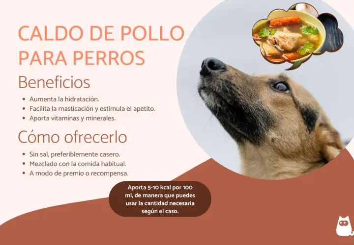 Un perro mira hacia arriba, soñando con un tazón de caldo de pollo para perros, lleno de zanahorias y hierbas.