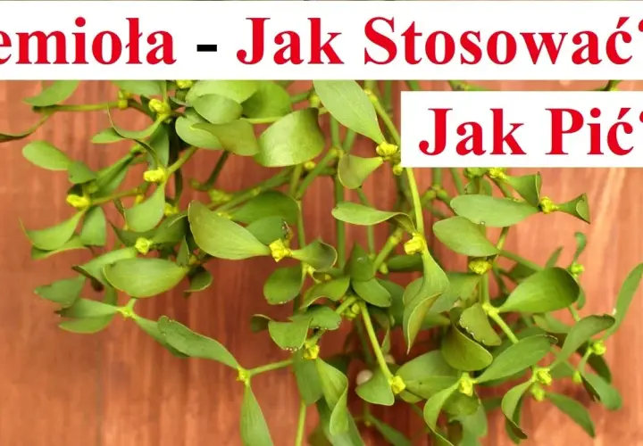 Jak parzyć herbatę z jemioły, aby wydobyć jej pełnię smaku