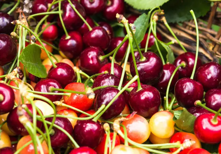 Gros plan sur des cerises rouges et jaunes, certaines avec des tiges vertes. Un cerisier autofertile promet une récolte abondante.
