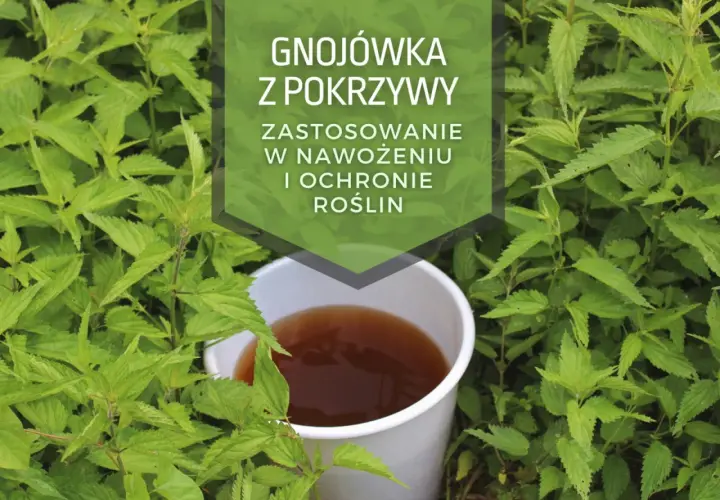 Jakie rośliny podlewać herbatą i dlaczego warto to robić: poradnik ogrodnika