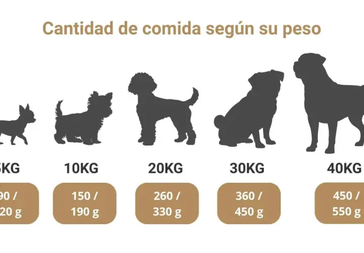 Guía visual de qué comen los perros según su peso, desde 5kg hasta 40kg, con cantidades de alimento recomendadas.