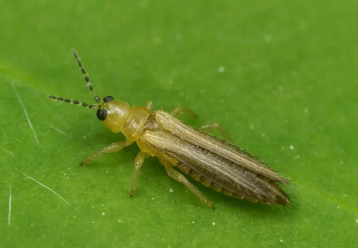 Eine gelbliche Larve von Thripsen mit langen Fühlern und Flügeln sitzt auf einem grünen Blatt.