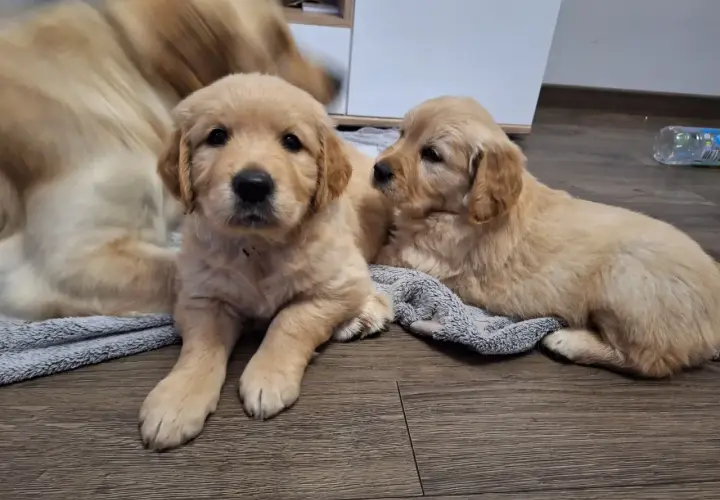Gdzie kupić Golden Retrievera? Sprawdź bezpieczne hodowle ZKwP