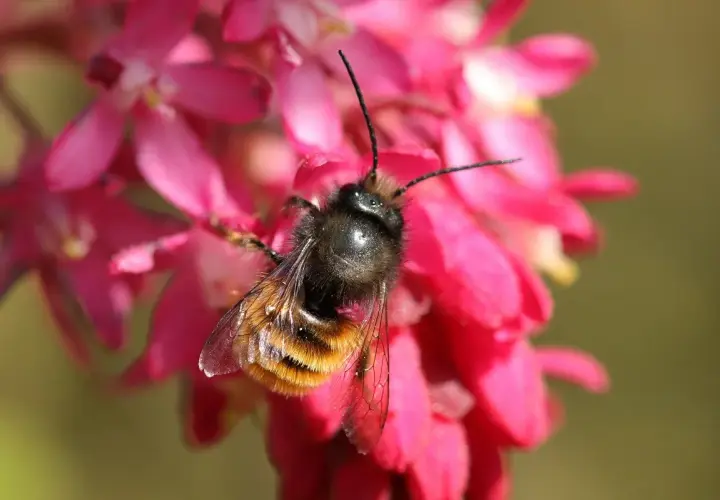 Une abeille solitaire, aux rayures orangées et noires, butine sur des fleurs roses vives.