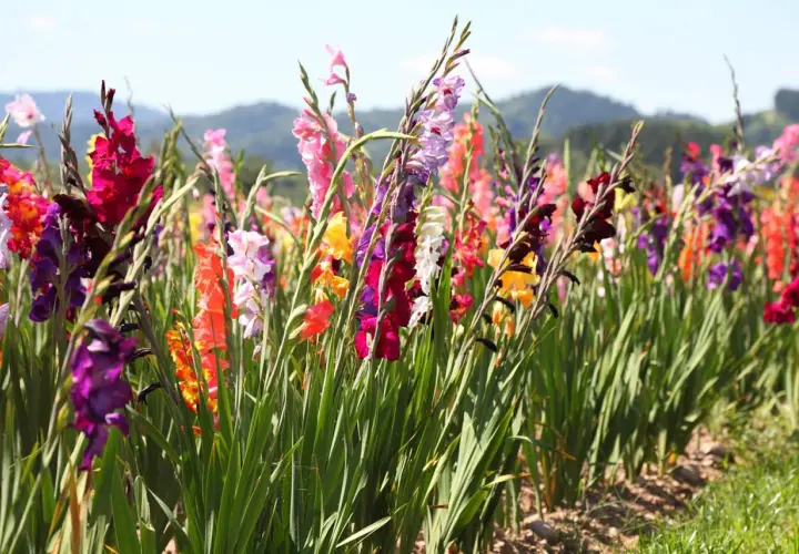 Buntes Feld mit Gladiolen. Die Gladiolen pflanzen blühen in vielen Farben, von Rot und Rosa bis Lila und Gelb, vor einer sanften Hügellandschaft.