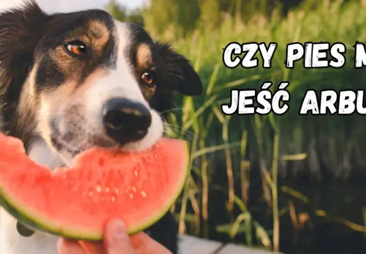 Pies może jeść arbuza? Odkryj sekrety bezpiecznego serwowania!