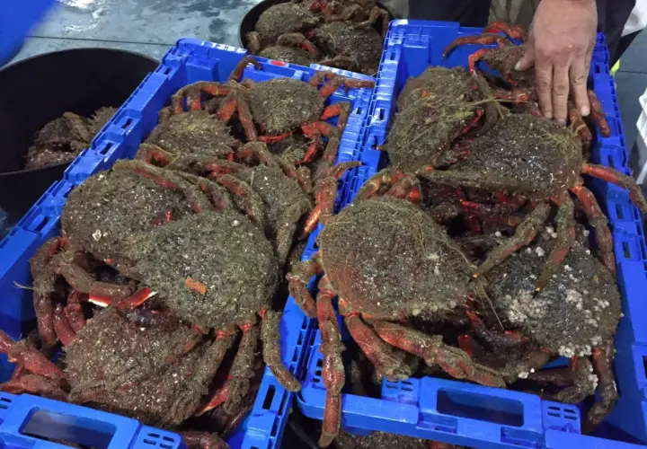 Cajas azules llenas de centollas recién capturadas, listas para la veda centolla. Sus patas rojas y caparazones cubiertos de algas destacan.
