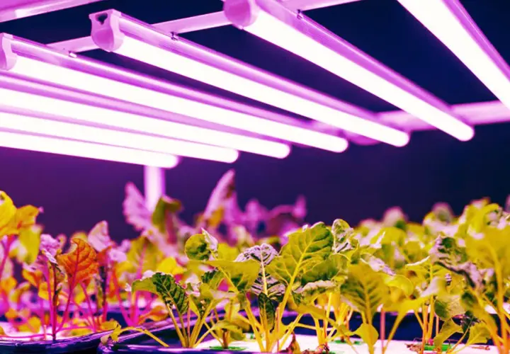 Młode rośliny pod lampami LED, które zapewniają idealne światło dla roślin. Różowe i fioletowe światło sprzyja ich wzrostowi.