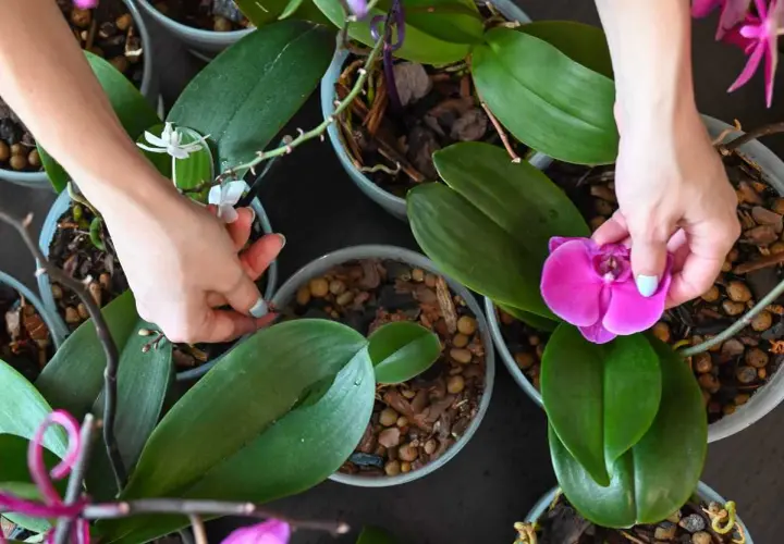 Mains s'occupant d'orchidées, l'une retirant une fleur fanée, l'autre vérifiant les feuilles. Comment s'occuper d'une orchidée qui a perdu ses fleurs.