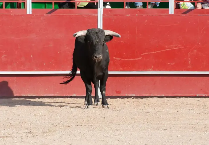 Toro negro con cuernos espera en el ruedo de la plaza de toros, con barrera roja al fondo.