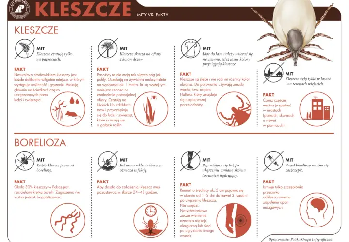 Jak rozpoznać kleszcza? Kluczowe cechy, różnice i co robić