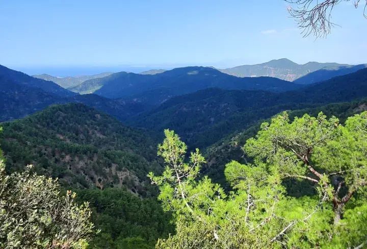 Malowniczy widok na góry Troodos, porośnięte gęstym lasem sosnowym, z widocznym w oddali morzem.